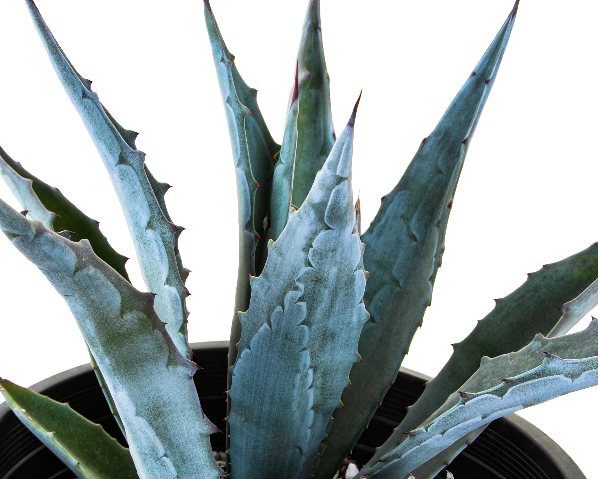 Agave Americana - The Cactus Outlet