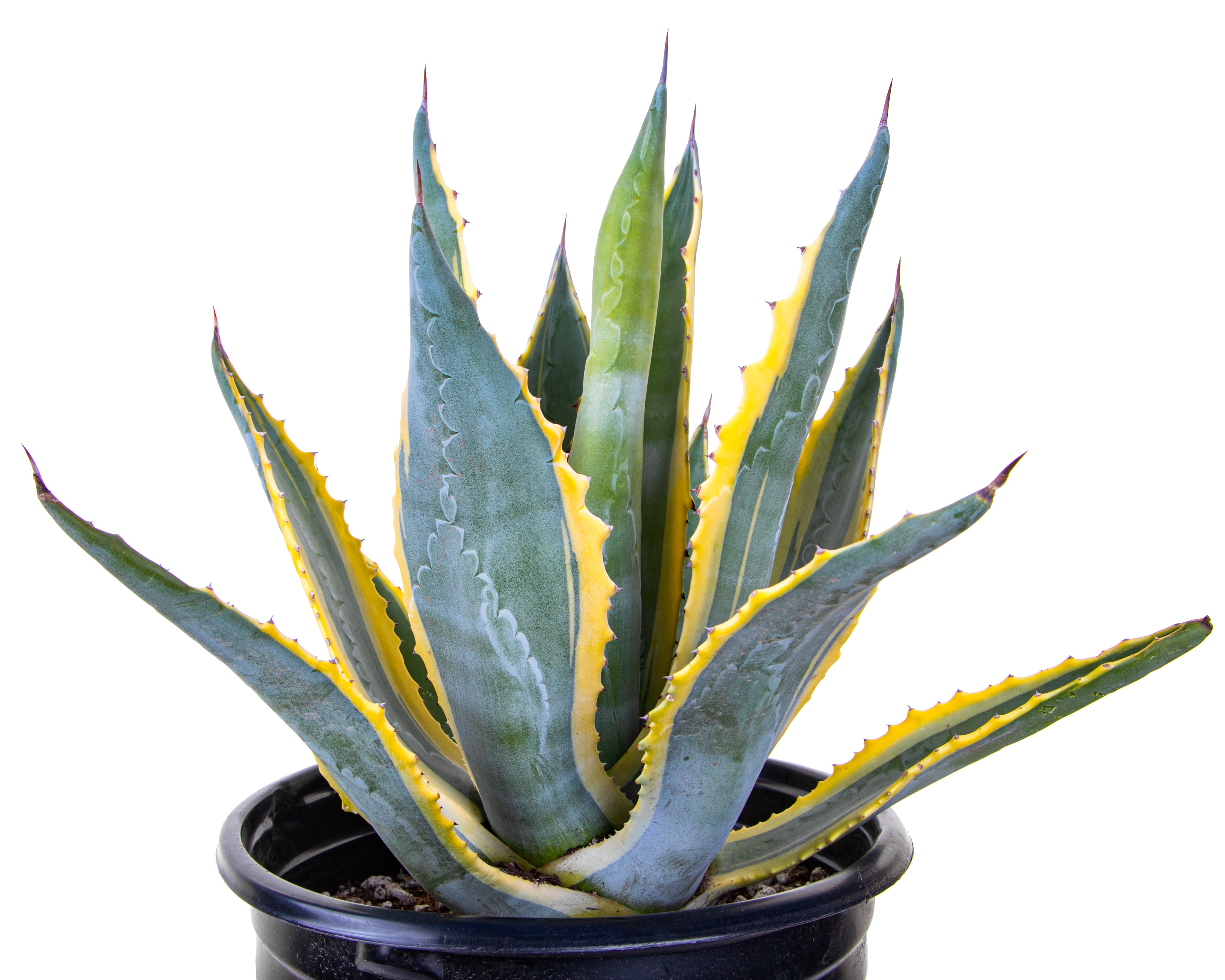 Agave Americana - Outlet Plant Cactus Variegata The Century 