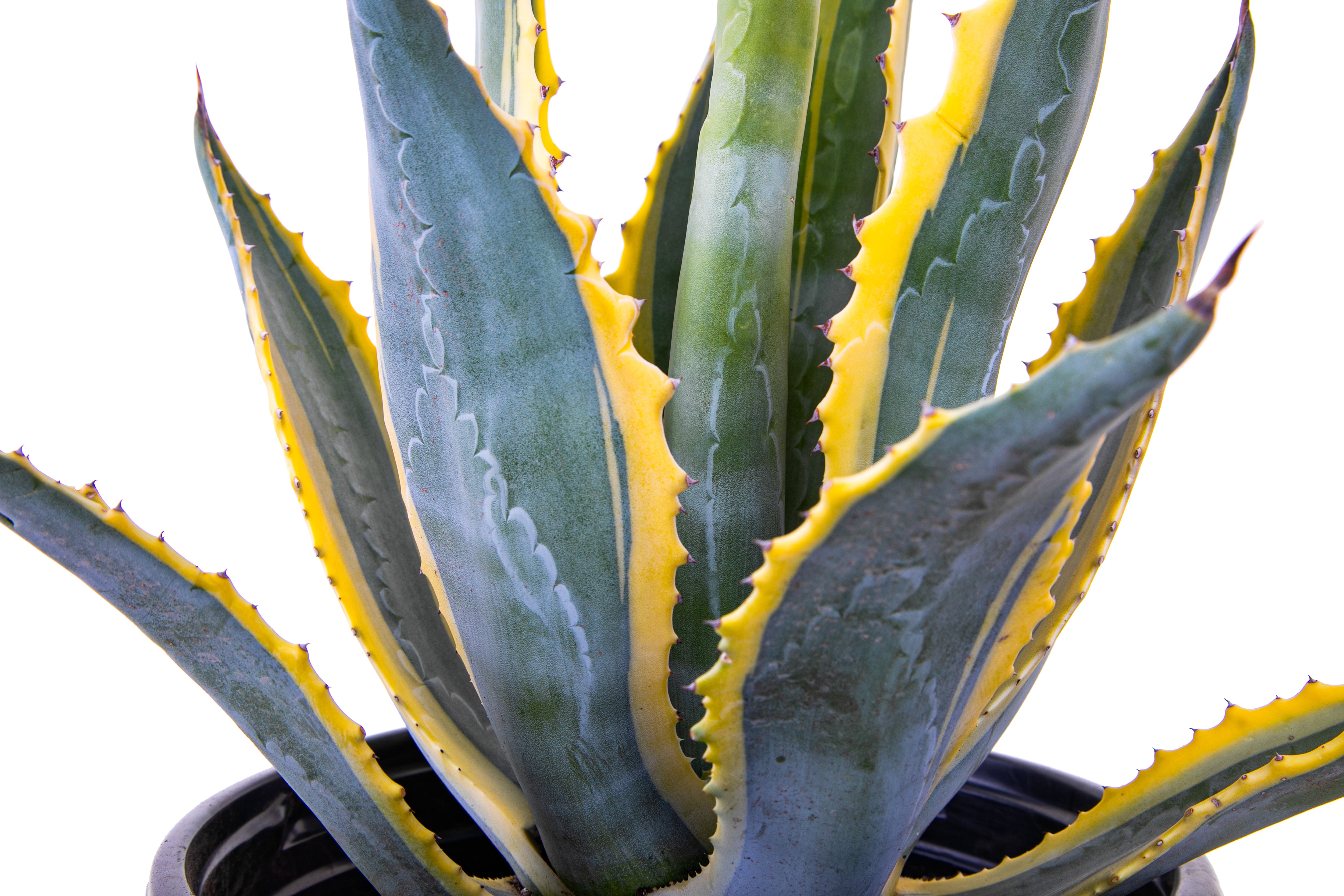 Agave Americana - The | Century Plant Cactus Outlet Variegata