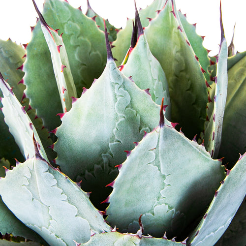 Agave parryi var. huachucensis | Artichoke Agave