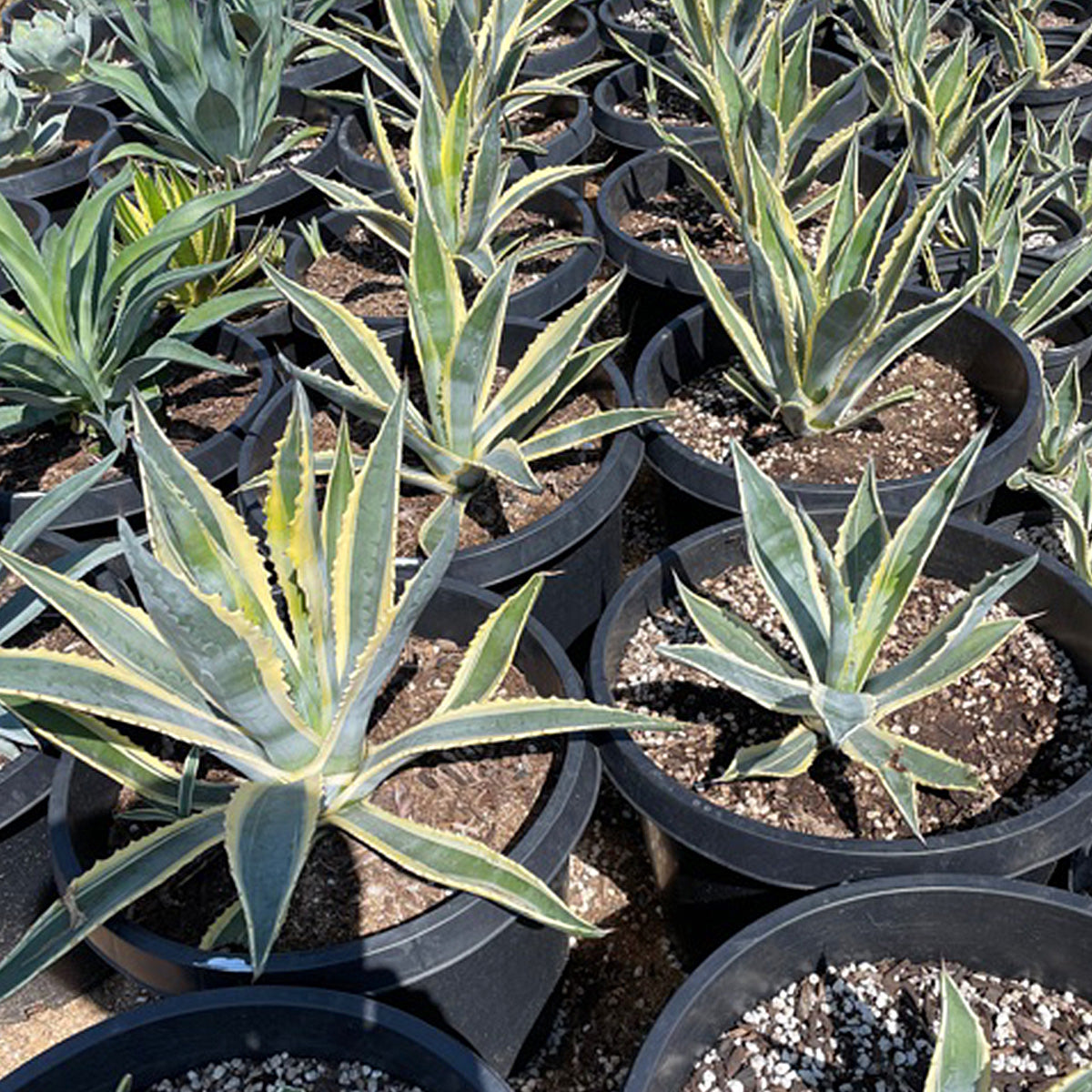 - Agave Cactus Plant Variegata Century Outlet | Americana The