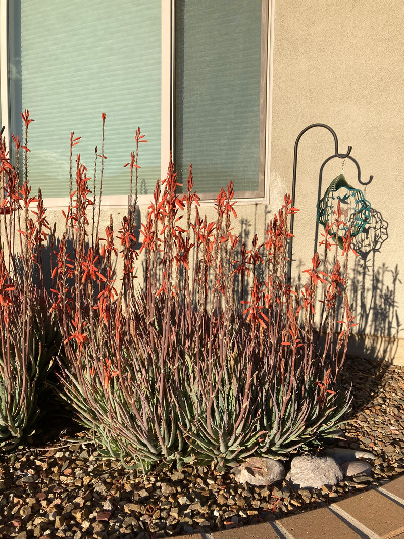 Aloe 'Blue Elf'| Large And Beautiful Blue Aloe Plant For Sale - The ...